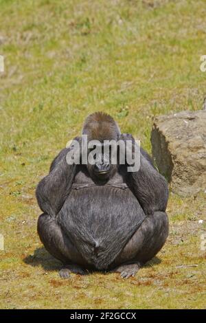 Western Lowland Gorilla - FED UpGorilla gorilla gorilla Apenheul Paesi Bassi MA001546 Foto Stock