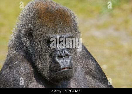 Western Lowland GorillaGorilla gorilla gorilla Apenheul Paesi Bassi MA001548 Foto Stock