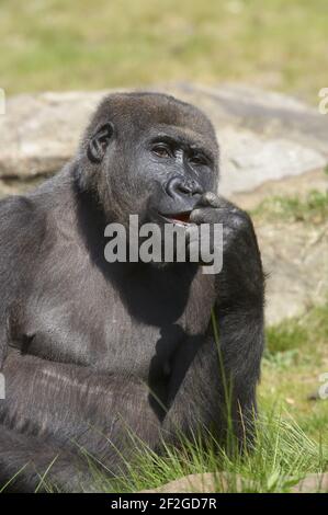 Western Lowland Gorilla - contemplazione Gorilla gorilla Apenheul Paesi Bassi MA001549 Foto Stock