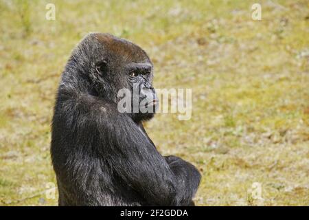 Western Lowland GorillaGorilla gorilla gorilla Apenheul Paesi Bassi MA001552 Foto Stock