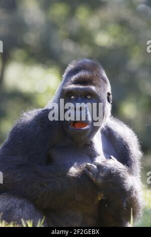 Western Lowland Gorilla - Silverback MaleGorilla gorilla Apenheul Paesi Bassi MA001562 Foto Stock