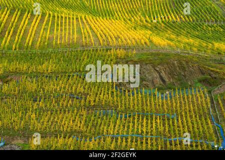 Vigneti verdi gialli in autunno di fronte a Pünderich sulla Mosella Foto Stock