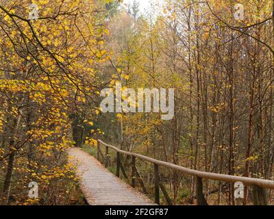 Red Moor in autunno, Boardwalk, Safe Path attraverso il Moro, Downy Birches, Rhoen, Germania Foto Stock