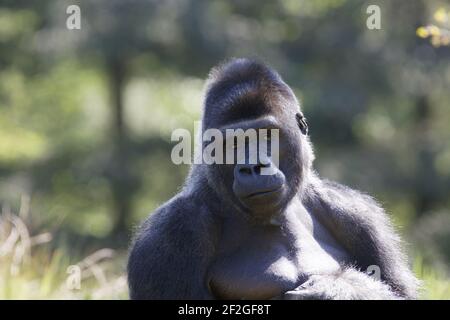 Western Lowland Gorilla - Silverback maschio Gorilla gorilla Apenheul Paesi Bassi MA001566 Foto Stock