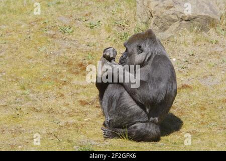 Western Lowland Gorilla - esame FootGorilla gorilla Apenheul Paesi Bassi MA001576 Foto Stock