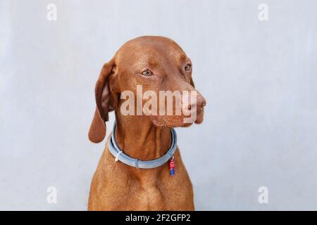 Bellissimo ritratto ungherese del cane vizsla sul dorso grigio. Bandiera marrone del cane della famiglia. Foto Stock