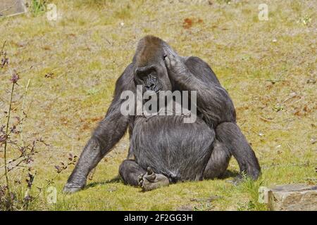 Western Lowland GorillaGorilla gorilla gorilla Apenheul Paesi Bassi MA001582 Foto Stock