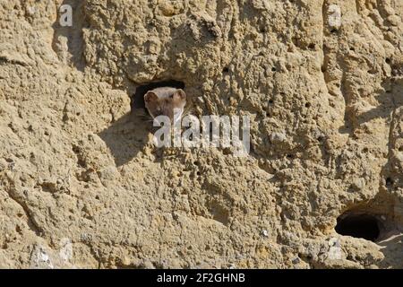 Weasel - Raiding Sand Martin NestsMustela nivalis Finlandia MA001676 Foto Stock
