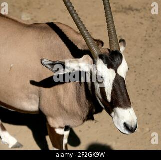 Gemsbok o gemsbuck (gazella Oryx) È una grande antilope del genere Oryx Foto Stock