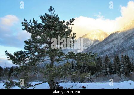 Passeggiata nel Riedboden vicino Mittenwald, Europa, Germania, Baviera, alta Baviera, Werdenfelser terreno, inverno, foresta, fiume, Isar, corso di fiume, albero solitario, pino di montagna, Foto Stock