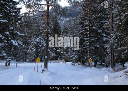 Passeggiata nel Riedboden vicino Mittenwald, Europa, Germania, Baviera, alta Baviera, Werdenfelser terreno, inverno, foresta, fondo pista di sci attraversa sentiero Foto Stock