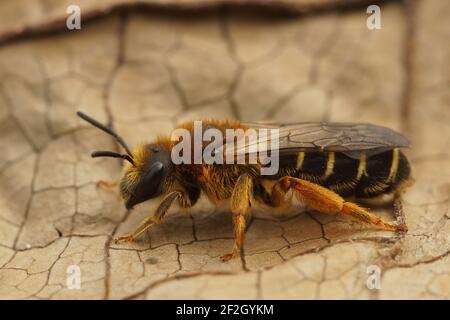 Un macro shot di un'ape femminile con zampe arancioni, Halictus rubicundus, su un pezzo di legno Foto Stock