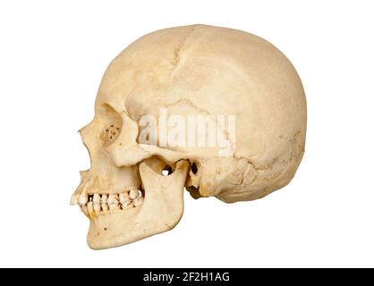 Vista laterale o del profilo del lato sinistro di un cranio umano tagliato su uno sfondo bianco. Foto Stock