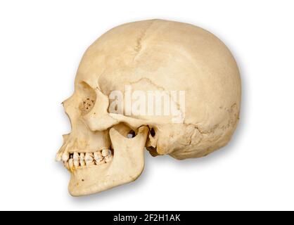 Vista laterale o del profilo del lato sinistro di un cranio umano tagliato con ombreggiatura morbida su sfondo bianco. Foto Stock