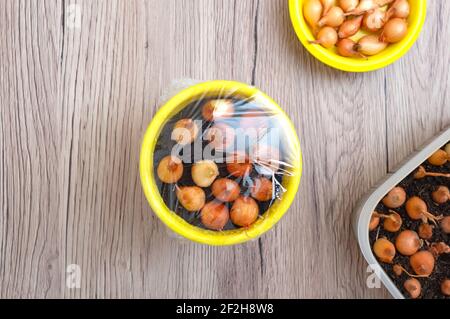 Pentola di ceramica gialla con cipolle piantate sotto un involucro di plastica trasparente. Vista dall'alto. Foto Stock