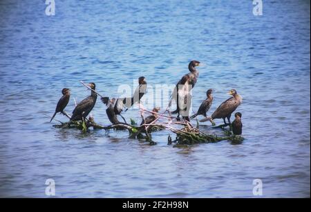 Un gruppo di uccelli marini sui rami Foto Stock