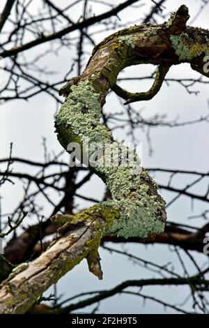 Rametto di albero morto coperto di lichene in vista ravvicinata Foto Stock