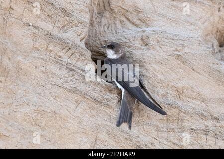 Sand Martin, Riparia riparia, uccello adulto all'entrata nidificazione di Burrow Norfolk, maggio Foto Stock