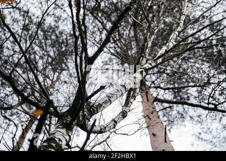 Germania, Renania settentrionale-Vestfalia, Foresta di Teutoburg, Tönsberg, Birch, da sotto Foto Stock