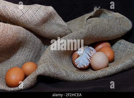 Uova di pollo biologiche fresche e una piuma su tela di tela, su fondo nero Foto Stock