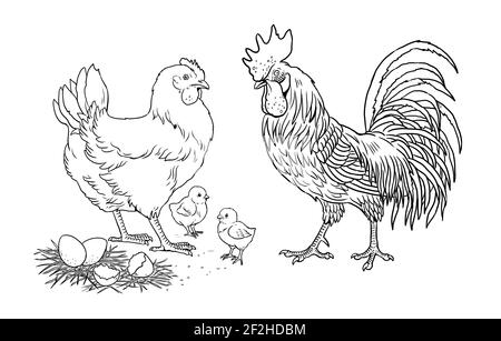 Pollo di famiglia, gallo e i loro pulcini. Divertenti animali da fattoria. Modello per i bambini da verniciare. Foto Stock