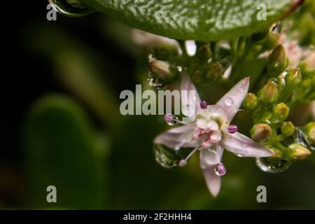 Un piccolo fiore a forma di stella della pianta della Giada, Crassula ovata, coperto da piccole goccioline d'acqua Foto Stock
