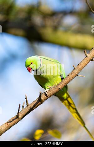 Un Parakeet ad anello arroccato su una filiale diagonale a Hyde Park, Londra Foto Stock