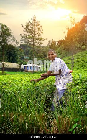 NUWARA ELIYA, SRI LANKA - Dicembre 29: La donna dello Sri Lanka raccoglie le foglie di tè nella piantagione di tè il 29 dicembre 2015 a Nuwara Eliya, Sri Lanka. Ceylon è uno dei maggiori produttori di tè Foto Stock