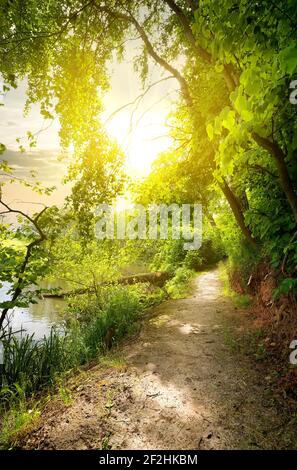 Linden vicino fiume calmo nella mattina di sole Foto Stock