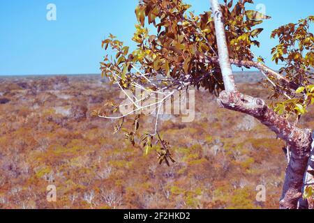 Cima della piramide di Nohoch Mul, Coba, Messico Foto Stock