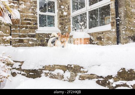 Un piccolo cane - una croce Jack Russell / Corgi (un Cojack) gioca in profondità, neve pesante su un patio a Weardale, il Nord Pennines, Contea di Durham, Regno Unito Foto Stock
