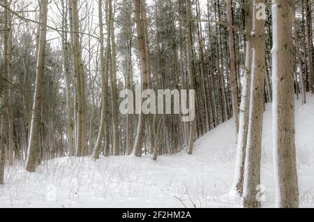 Un bosco innevato a Weardale, North Pennines, County Durham, Regno Unito Foto Stock