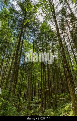 Foresta di Hintersee, tree stump, Ramsau, Berchtesgaden, Alpi Berchtesgaden, Berchtesgaden National Park, Berchtesgadener Land, alta Baviera, Baviera, Germania, Europa Foto Stock