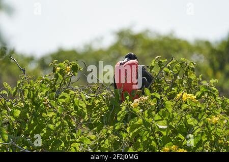 Il magnifico frigatebird, Fregata magnificens, è un grande uccelli di mare nero con un caratteristico sac rosso. Uccello fregato maschio nidificazione con sacco gonfiato Foto Stock