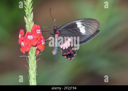 Doris Butterfly (Heliconius doris) su fiore, Costa Rica, America Centrale, Foto Stock