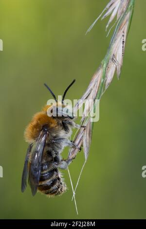 Große Harzbiene hält sich mit den Mandiblen auf einem Grashalm fest Foto Stock