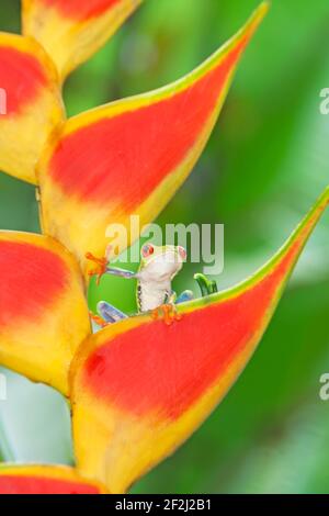 Rana d'albero dagli occhi rossi (callydrias di Agalychins) sul fiore di Heliconia (stricta di Heliconoa), Costa Rica Foto Stock