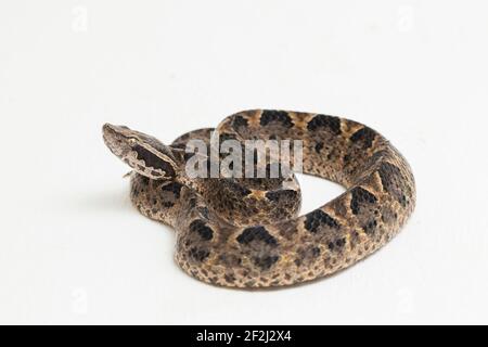 Malese terreno pit viper serpente, Calloselasma rhodostoma isolato su sfondo bianco Foto Stock