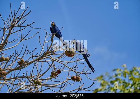 Il macaw di giacinto, Anodorhynchus hyacinthinus, o macaw di iacinzio, è un pappagallo blu profondo bello e grande, che si trova nel Pantal vicino Por Foto Stock