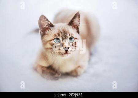 Carino gattino Tailandese a righe giocoso con occhi blu passeggiate in una giornata innevata. Un animale domestico. Foto Stock