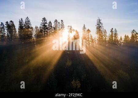 Alberi di pino verde scuro in foresta di abete rosso con raggi di luce di alba che brillano attraverso rami in montagne di caduta foggy. Foto Stock