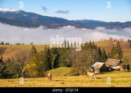 Fattoria mucca pascolando su prati alpini in montagna d'estate. Foto Stock