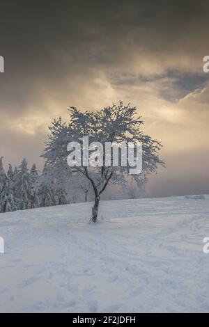 Impressioni invernali da Steinerberg nella Valle dell'Ahr. Foto Stock