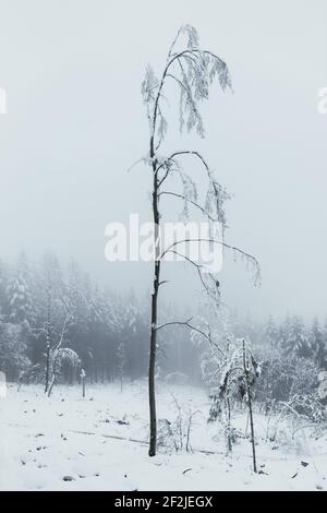 Impressioni invernali da Steinerberg nella Valle dell'Ahr. Foto Stock