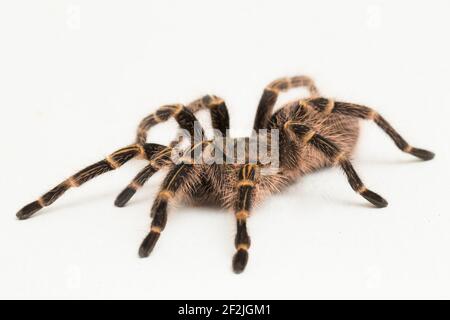 Grammostola pulchripes (Golden Knee Tarantura) su sfondo bianco. Foto Stock