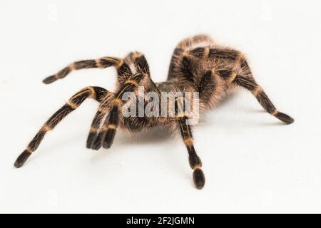 Grammostola pulchripes (Golden Knee Tarantura) su sfondo bianco. Foto Stock