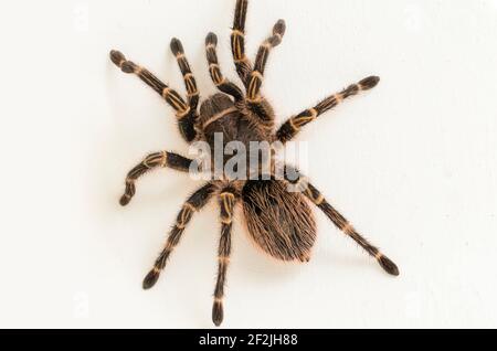 Grammostola pulchripes (Golden Knee Tarantura) su sfondo bianco. Foto Stock