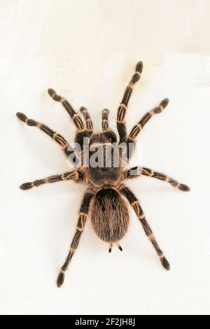 Grammostola pulchripes (Golden Knee Tarantura) su sfondo bianco. Foto Stock