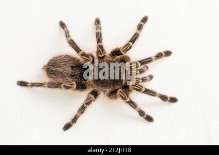 Grammostola pulchripes (Golden Knee Tarantura) su sfondo bianco. Foto Stock