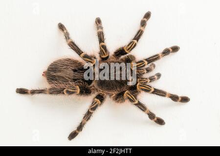 Grammostola pulchripes (Golden Knee Tarantura) su sfondo bianco. Foto Stock